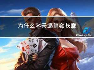 为什么冬天墙角会长霉斑