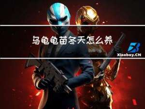 乌龟龟苗冬天怎么养