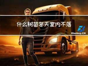什么树苗冬天室内不落叶
