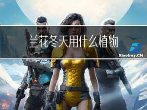 兰花冬天用什么植物