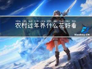 农村过年养什么花好看