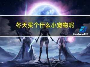 冬天买个什么小宠物呢