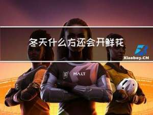 冬天什么方还会开鲜花