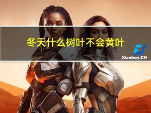 冬天什么树叶不会黄叶