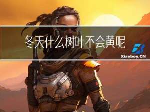 冬天什么树叶不会黄呢