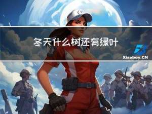 冬天什么树还有绿叶