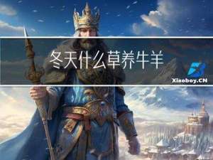 冬天什么草养牛羊