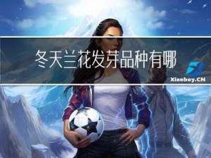 冬天兰花发芽品种有哪些