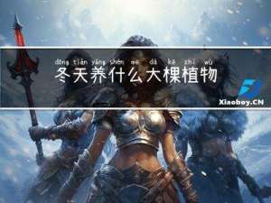 冬天养什么大棵植物