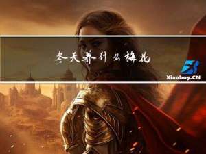 冬天养什么梅花