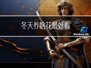 冬天养啥花最好看