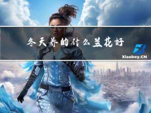 冬天养的什么兰花好