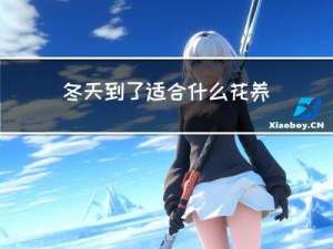 冬天到了适合什么花养