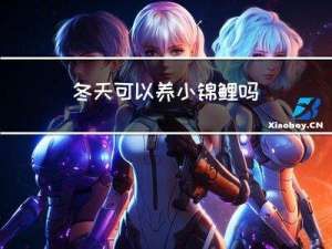 冬天可以养小锦鲤吗