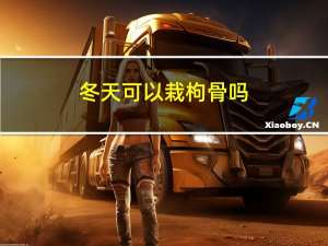 冬天可以栽枸骨吗