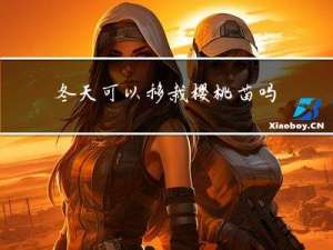 冬天可以移栽樱桃苗吗