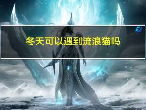 冬天可以遇到流浪猫吗