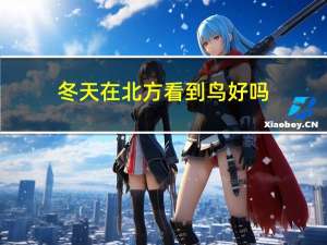 冬天在北方看到鸟好吗
