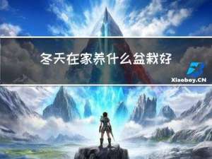 冬天在家养什么盆栽好看