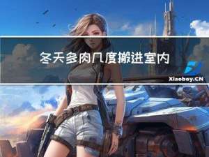 冬天多肉几度搬进室内