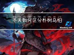 冬天如何区分朴树乌桕