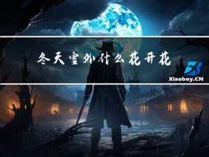 冬天室外什么花开花