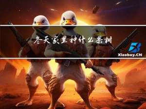 冬天家里种什么果树