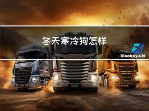 冬天寒冷狗怎样