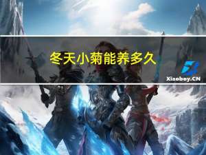 冬天小菊能养多久