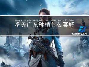 冬天广东种植什么菜好