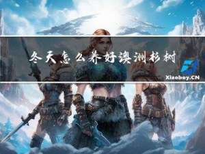 冬天怎么养好澳洲杉树
