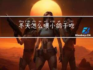 冬天怎么喂小鸽子吃
