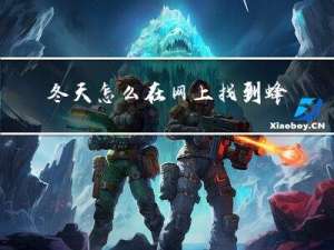 冬天怎么在网上找到蜂王