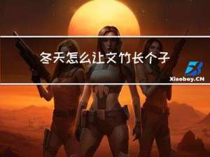 冬天怎么让文竹长个子