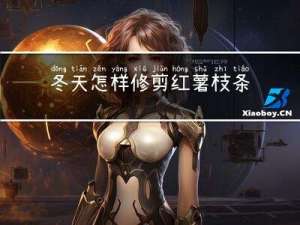 冬天怎样修剪红薯枝条