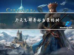 冬天怎样养好盆景榕树