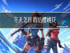 冬天怎样栽培樱桃花