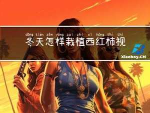 冬天怎样栽植西红柿视频