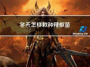 冬天怎样栽种辣椒苗