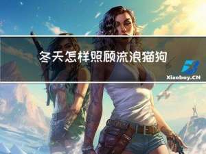 冬天怎样照顾流浪猫狗