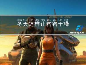 冬天怎样让狗狗干燥