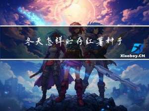 冬天怎样贮存红薯种子