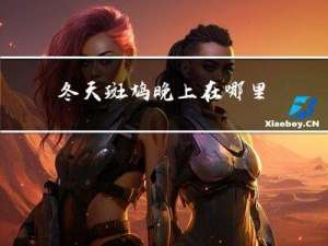 冬天斑鸠晚上在哪里