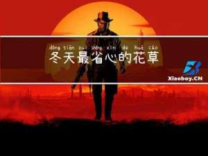 冬天最省心的花草