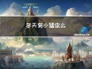 冬天有小猛虫么