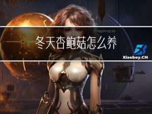 冬天杏鲍菇怎么养