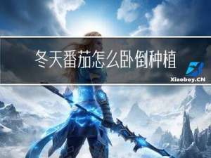 冬天番茄怎么卧倒种植