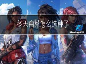 冬天白菜怎么选种子