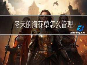 冬天的海花草怎么管理