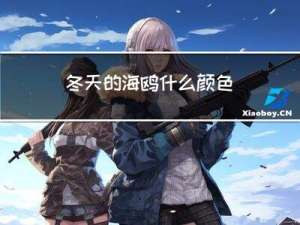 冬天的海鸥什么颜色